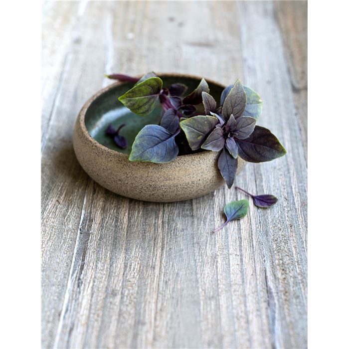 Longlife-Basilikum 'Copa® Petite Red'