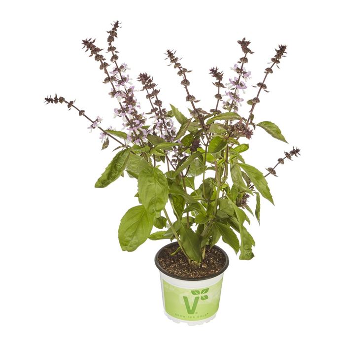 Lakritz-Basilikum 'Liquorice'