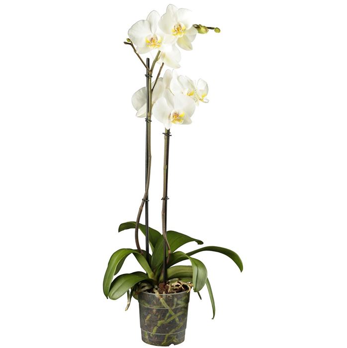 Weiße Orchidee