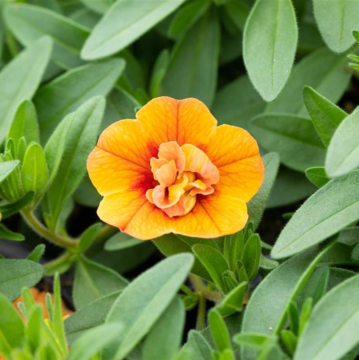 Zauberglöckchen 'Calita® Double Apricot'