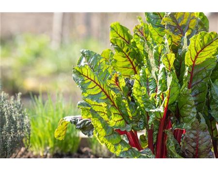 Blattgemüse pflanzen und pflegen