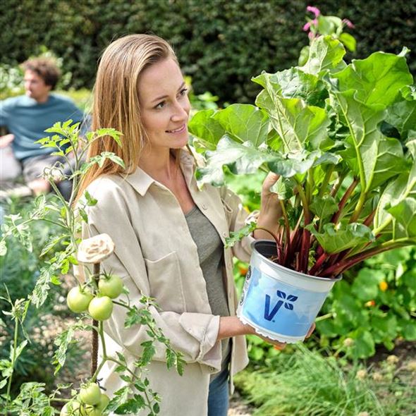 obst-aus-dem-eigenen-garten.jpg