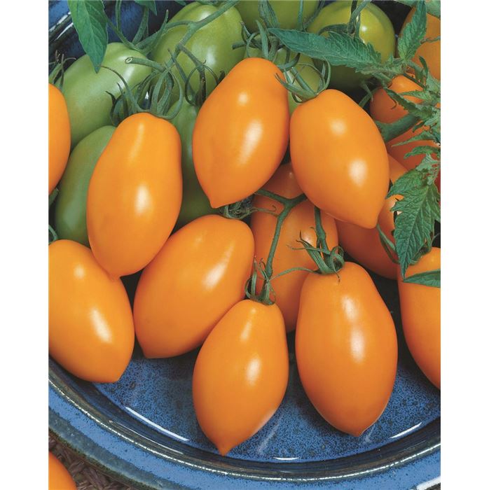Roma-Tomate 'Patia® Orange', veredelt