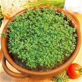 Gartenkresse 'einfache'