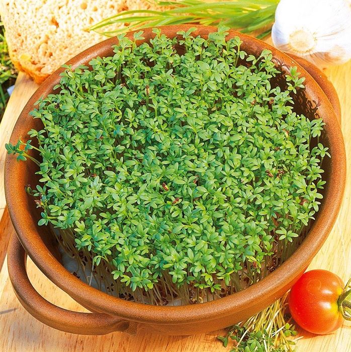 Gartenkresse 'einfache'