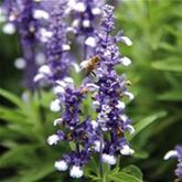 Balkon-Salbei 'Farina® Arctic Blue'