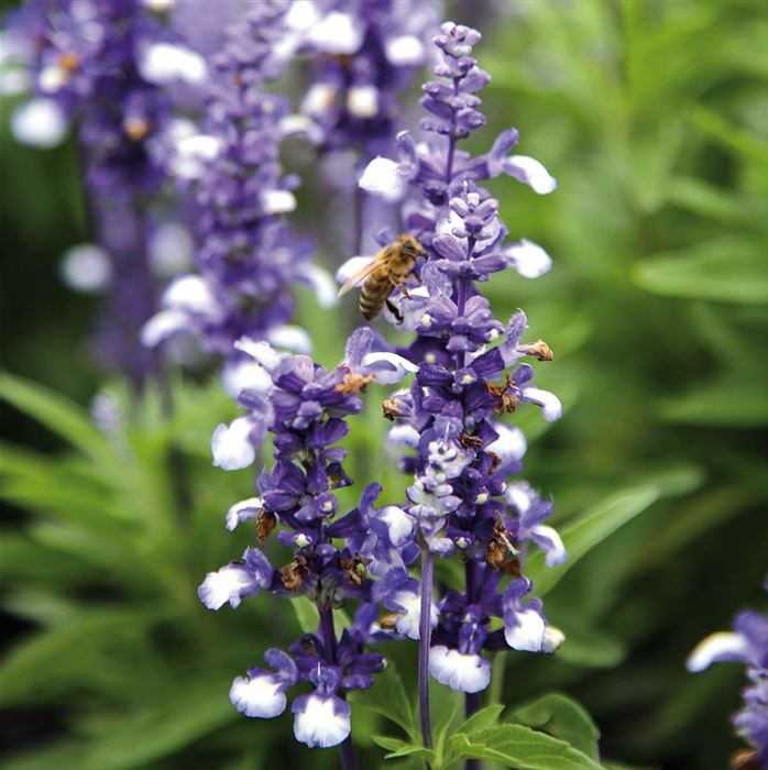 Balkon-Salbei 'Farina® Arctic Blue'