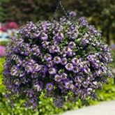 Fächerblume 'Abanico Blue'