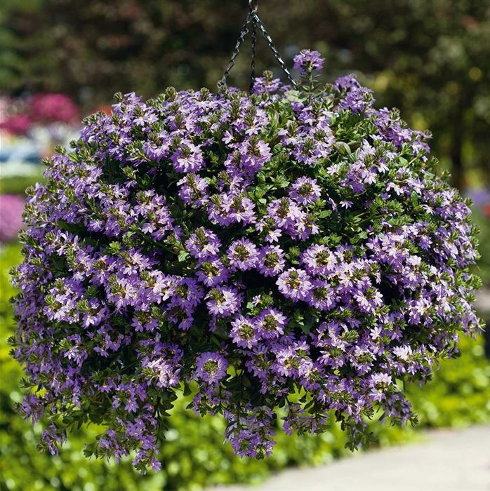 Fächerblume 'Abanico Blue'