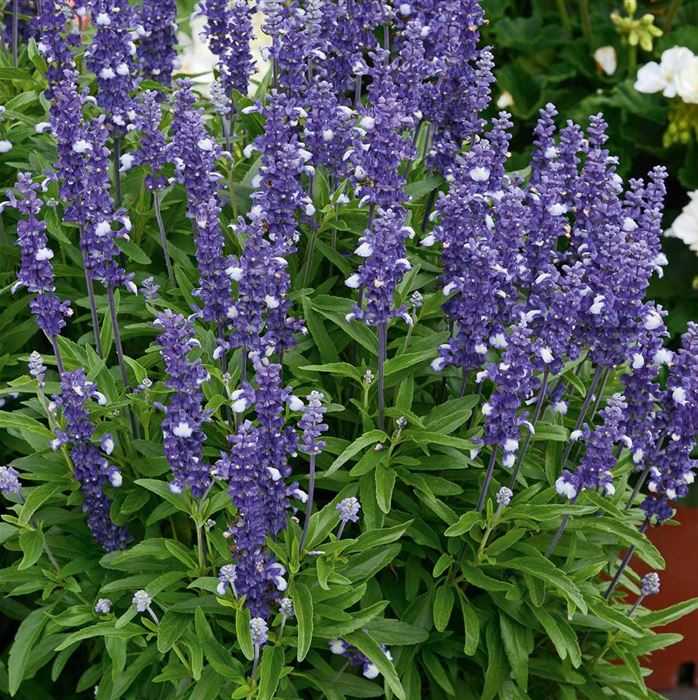 Balkon-Salbei 'Farina® Arctic Blue'