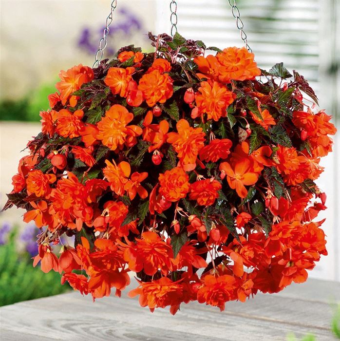 Hängebegonie 'Belina® Orange'
