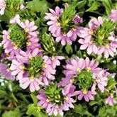 Fächerblume 'Abanico Pink'