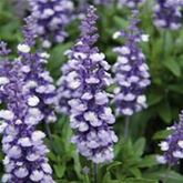 Balkon-Salbei 'Farina® Arctic Blue'