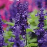 Balkon-Salbei 'Farina® Blue'