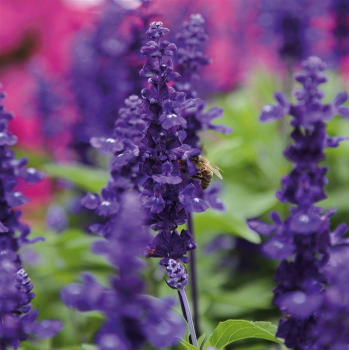 Balkon-Salbei 'Farina® Blue'