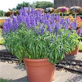 Balkon-Salbei 'Farina® Blue'