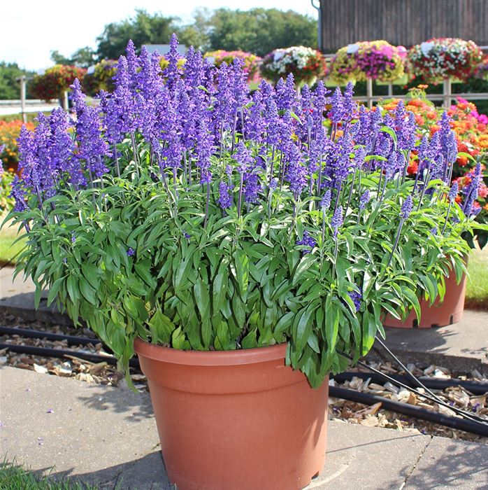 Balkon-Salbei 'Farina® Blue'