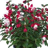 Feen-Fuchsie 'Fuchsita® Red-White' Feen-Fuchsie 'Fuchsita® Red-White'