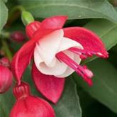 Feen-Fuchsie 'Fuchsita® Red-White' Feen-Fuchsie 'Fuchsita® Red-White'