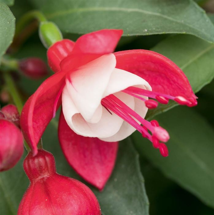Feen-Fuchsie 'Fuchsita® Red-White' Feen-Fuchsie 'Fuchsita® Red-White'