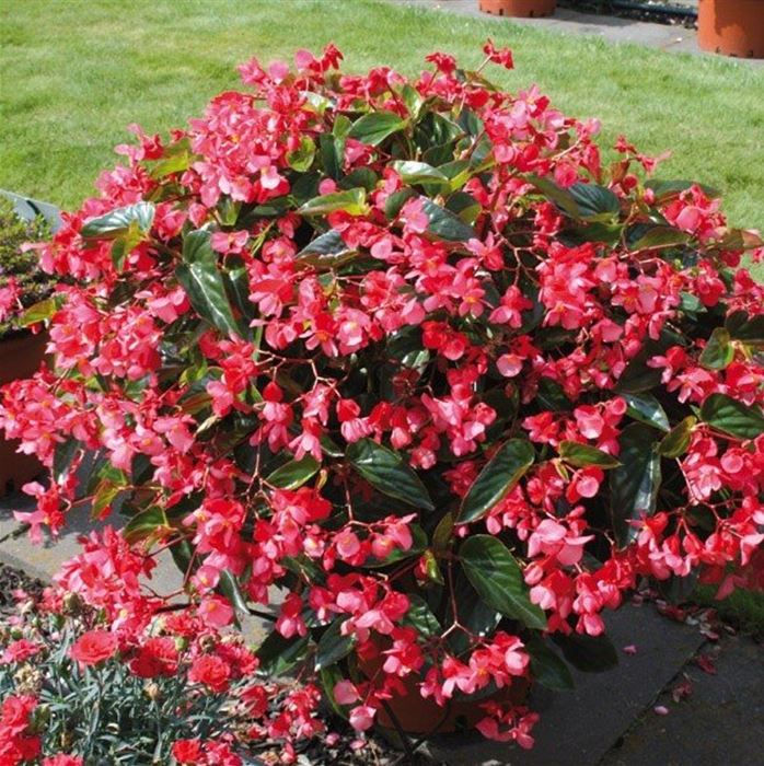 Drachenflügelbegonie 'Dragon Wing® Red'