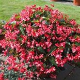 Drachenflügelbegonie 'Dragon Wing® Red'