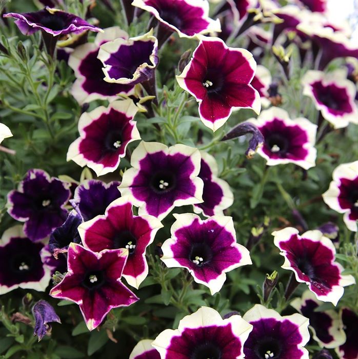 Hänge-Petunie 'Fortado® Velvet Picotee'