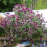 Hänge-Petunie 'Fortado® Velvet Picotee'