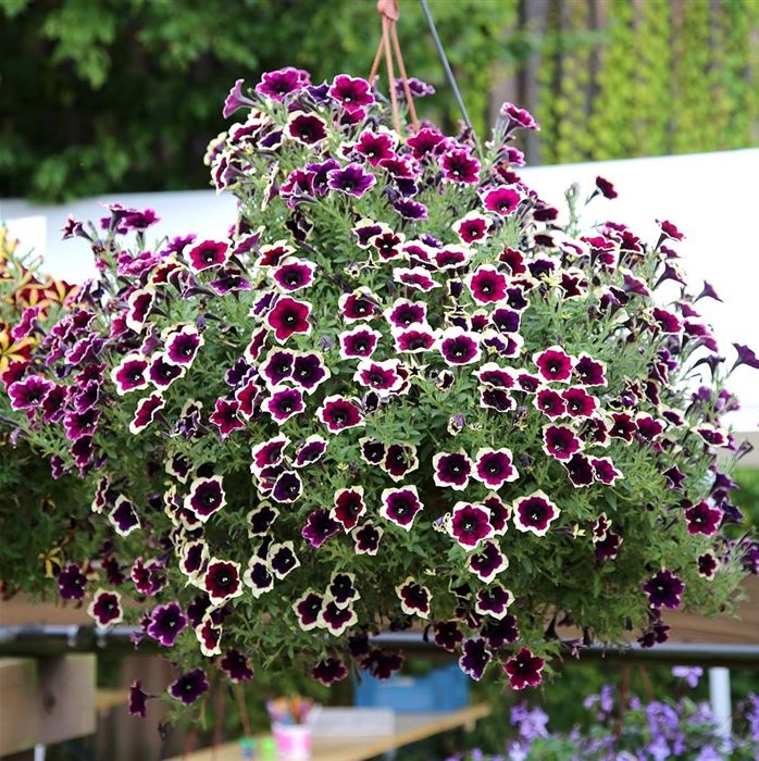 Hänge-Petunie 'Fortado® Velvet Picotee'