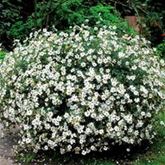 Bidens 'Bellamy White'