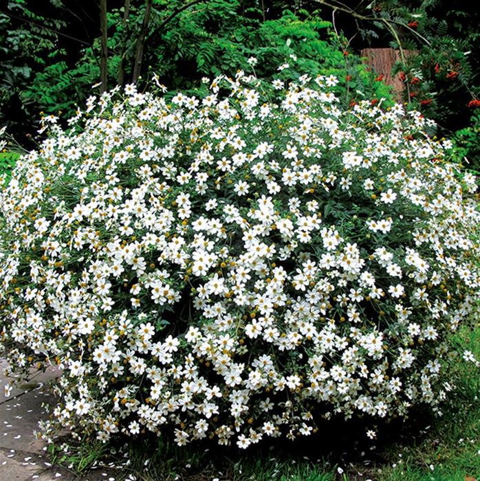 Bidens 'Bellamy White'