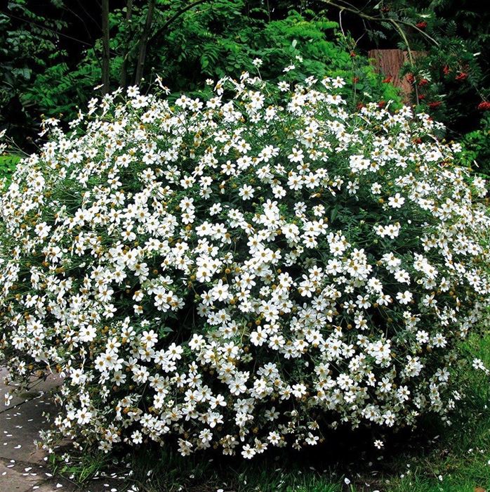 Bidens 'Bellamy White'