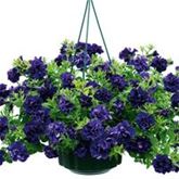 Hänge-Petunie 'Tumbelina® Belinda'