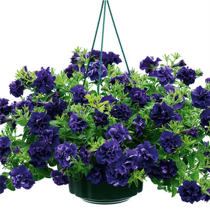 Hänge-Petunie 'Tumbelina® Belinda'