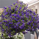 Hänge-Petunie 'Tumbelina® Belinda'