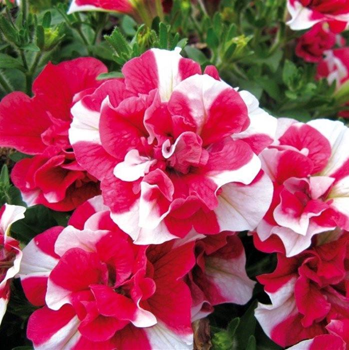 Hänge-Petunie 'Tumbelina® Cherry Ripple'