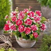 Hänge-Petunie 'Tumbelina® Cherry Ripple'