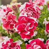 Hänge-Petunie 'Tumbelina® Cherry Ripple'