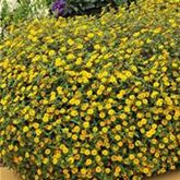 Husarenknopf 'Solaris®'