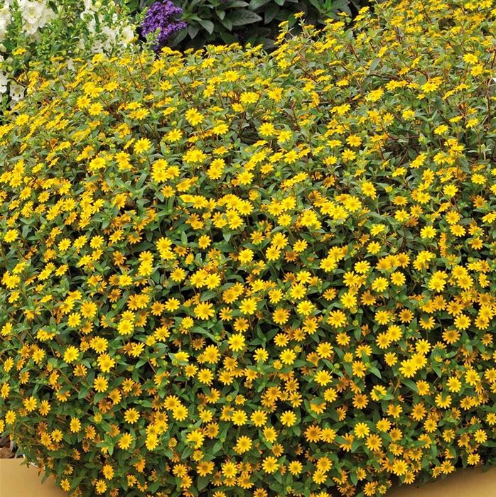 Husarenknopf 'Solaris®'