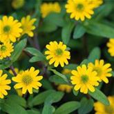 Husarenknopf 'Solaris®'