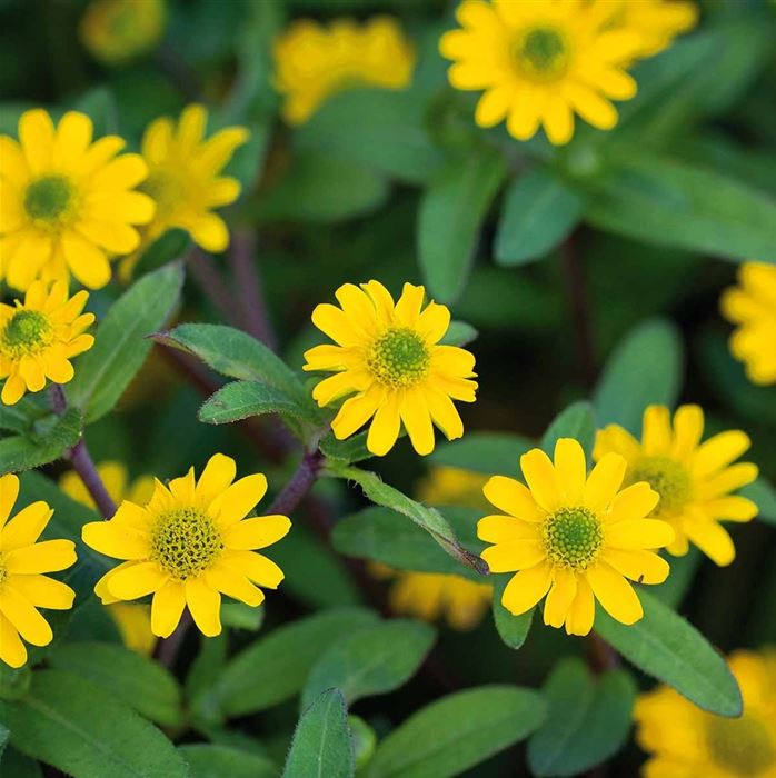 Husarenknopf 'Solaris®'