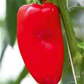 Mini-Snack-Paprika 'Lubega® Mini-Red' F1