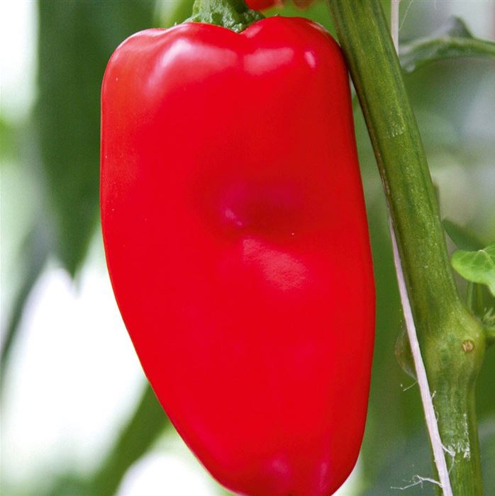 Mini-Snack-Paprika 'Lubega® Mini-Red' F1