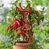 Mini-Snack-Paprika 'Lubega® Mini-Red' F1