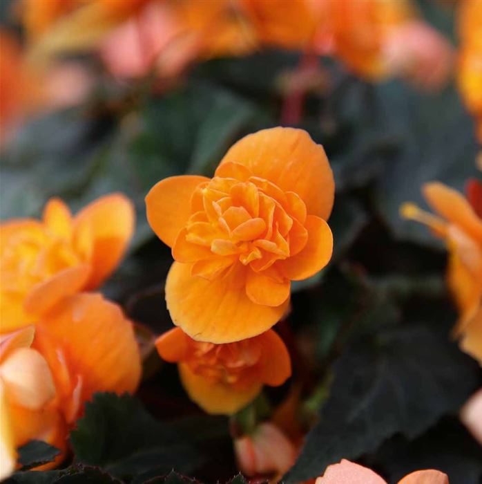 Mulitflora-Begonie 'Beluga® Orange'