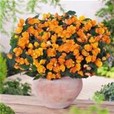 Mulitflora-Begonie 'Beluga® Orange'