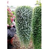 Silberregen 'Silver Falls'