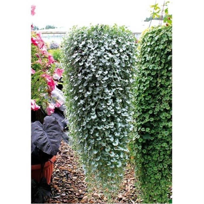 Silberregen 'Silver Falls'