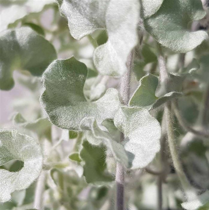 Silberregen 'Silver Falls'